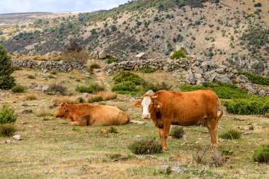 cows grazing in the meadows of Madrid, Spain