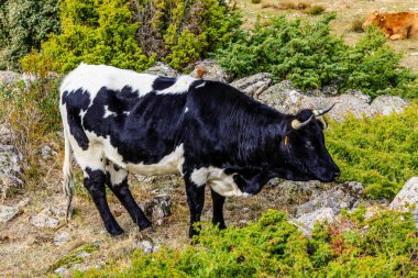 cows grazing in the meadows of Madrid, Spain
