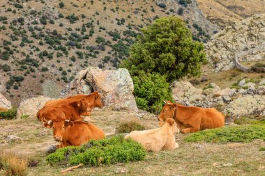 cows grazing in the meadows of Madrid, Spain