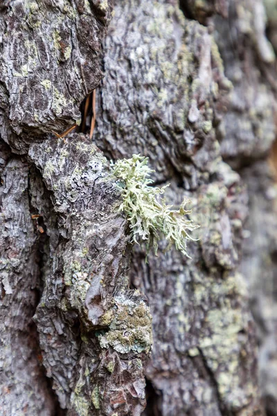 lichen growing on cut tree trunk