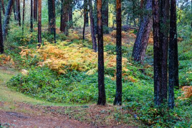 Recreation area between the provinces of Segovia and Madrid known as Boca del Asno