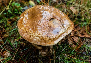 wild mushrooms in the sierra de guadarrama in madrid