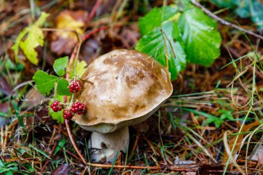wild mushrooms in the sierra de guadarrama in madrid