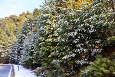 First snow in the mountains of Madrid, in the port of Navacerrada