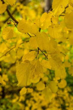 Autumn in Casa de Campo Park in Madrid, Spain