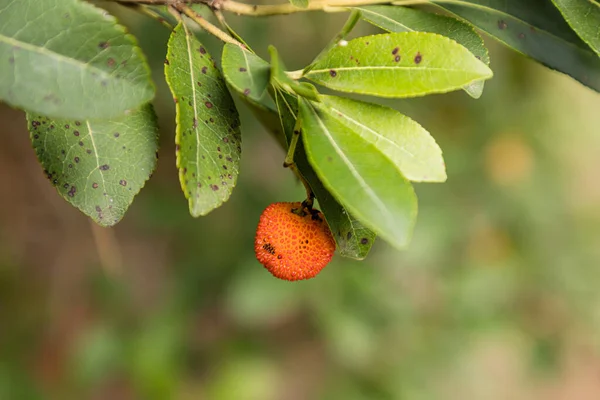 Erdbeerbaum Voller Früchte Park Der Casa Campo Madrid — Stockfoto
