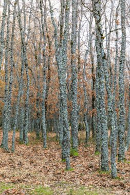 The Purgatory waterfall in the Sierra de Guadarrama. Lozoya Valley Madrid's community.