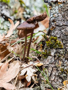 Madrid, İspanya 'daki Sierra de Guadarrama' daki Lozoya vadisinin çayırlarında yabani mantarlar yetişiyor.