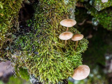 Wild mushrooms growing in the meadows of the Lozoya valley in the Sierra de Guadarrama in Madrid, Spain