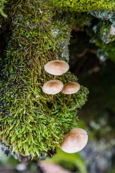 Wild Mushrooms Growing Meadows Lozoya Valley Sierra Guadarrama Madrid Spain — Fotografia de Stock