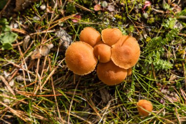 Wild mushrooms growing in the meadows of the Lozoya valley in the Sierra de Guadarrama in Madrid, Spain