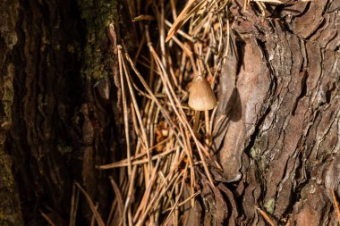 Wild mushrooms growing in the meadows of the Lozoya valley in the Sierra de Guadarrama in Madrid, Spain