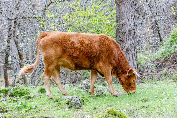 Vacas Pastando Sierra Guadarrama Madrid Con Los Primeros Colores Del —  Fotos de Stock