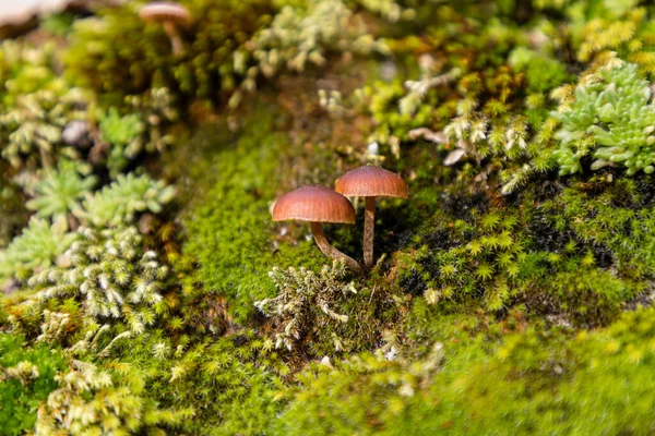 西班牙马德里Guadarrama山脉Lozoya山谷草地上生长的野生蘑菇 — 图库照片