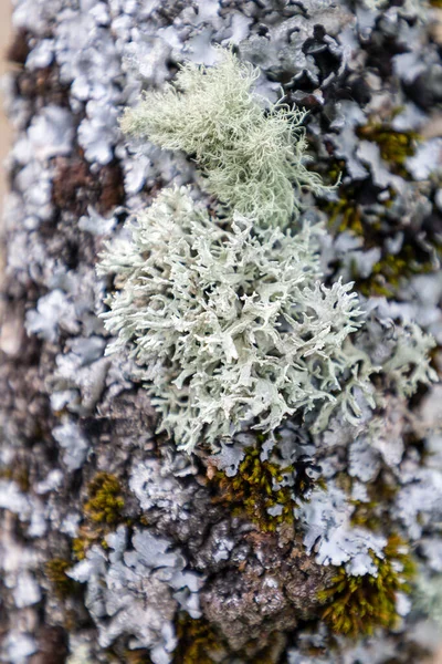 Lichen Sur Une Branche — Photo