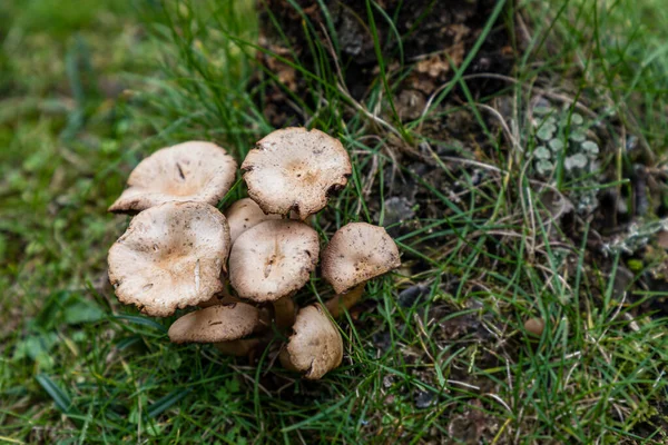 Wild Mushrooms Growing Meadows Lozoya Valley Sierra Guadarrama Madrid Spain — Foto Stock