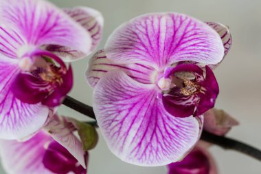 Pembe çiçek ve falaenopsis orkidesinin yaprakları evin pencere eşiğindeki saksıda..