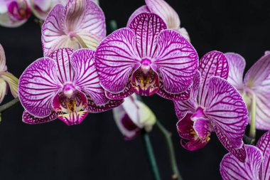 Pembe çiçek ve falaenopsis orkidesinin yaprakları evin pencere eşiğindeki saksıda..