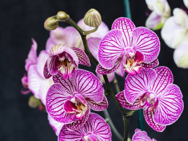 Pembe çiçek ve falaenopsis orkidesinin yaprakları evin pencere eşiğindeki saksıda..