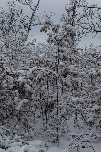 セゴビアのリアザにあるホンタナレスのエルミタージュの周辺で 雪に覆われた地面 — ストック写真