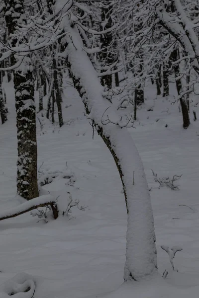 Окружение Эрмитажа Гонтанарес Риазе Сеговия Покрытой Снегом Землей — стоковое фото