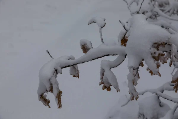 セゴビアのリアザにあるホンタナレスのエルミタージュの周辺で 雪に覆われた地面 — ストック写真
