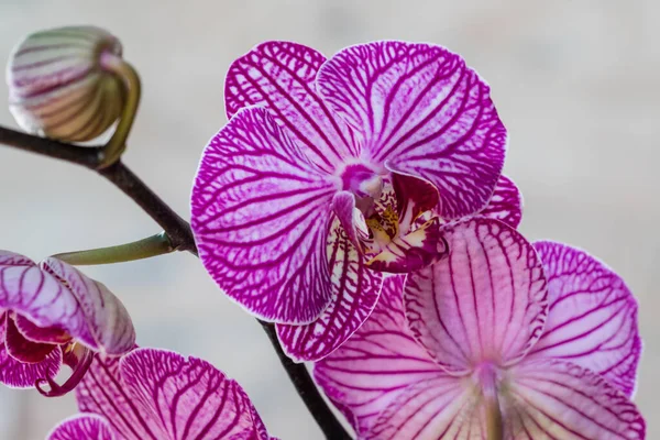 Flor Rosa Folhas Orquídea Phalaenopsis Vaso Flores Peitoril Janela Casa — Fotografia de Stock
