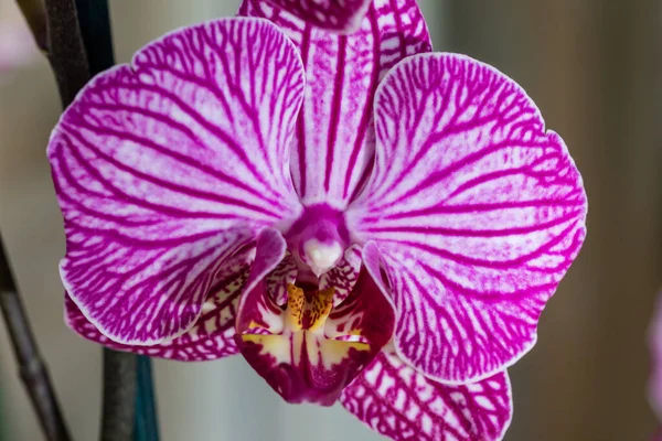 Flor Rosa Hojas Orquídea Phalaenopsis Una Maceta Alféizar Ventana Casa — Foto de Stock