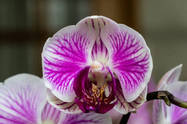 Flor Rosa Folhas Orquídea Phalaenopsis Vaso Flores Peitoril Janela Casa — Fotografia de Stock