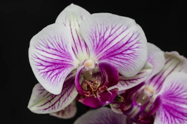 Рожева Квітка Листя Орхідеї Фаленопсис Квітковому Горщику Підвіконні Будинку — стокове фото