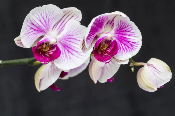 Flor Rosa Hojas Orquídea Phalaenopsis Una Maceta Alféizar Ventana Casa — Foto de Stock