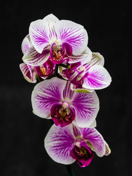 Rosa Blüte Und Blätter Der Phalaenopsis Orchidee Einem Blumentopf Auf — Stockfoto