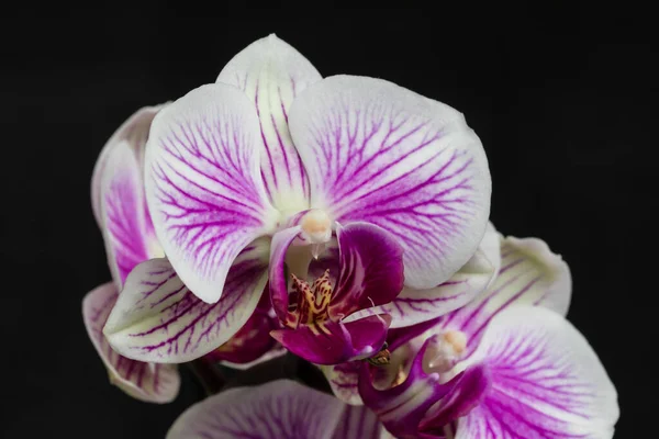 Flor Rosa Hojas Orquídea Phalaenopsis Una Maceta Alféizar Ventana Casa —  Fotos de Stock