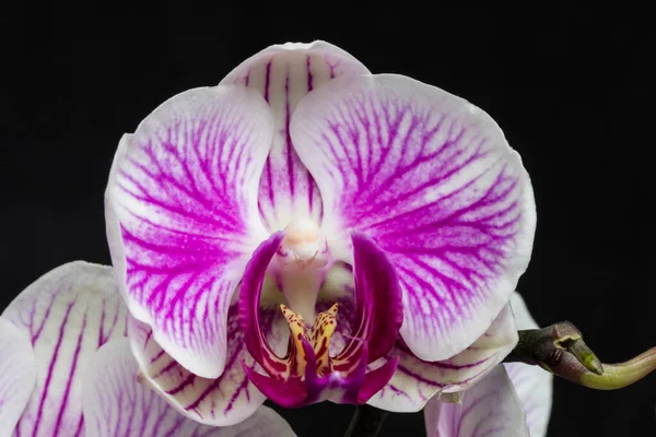 Rózsaszín Virág Levelek Phalaenopsis Orchidea Egy Virágcserépben Ablakpárkányon Házban — Stock Fotó