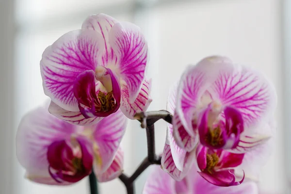 Rosa Blüte Und Blätter Der Phalaenopsis Orchidee Einem Blumentopf Auf — Stockfoto