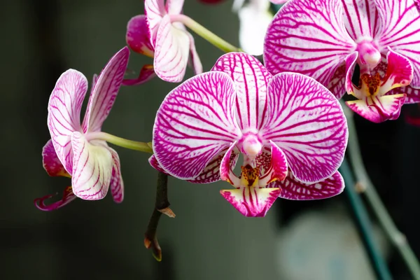 Rózsaszín Virág Levelek Phalaenopsis Orchidea Egy Virágcserépben Ablakpárkányon Házban — Stock Fotó