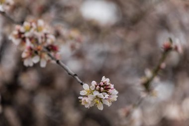 Madrid 'de bir parkta açan güzel badem ağacı.