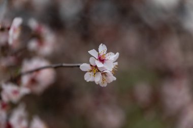 Madrid 'de bir parkta açan güzel badem ağacı.