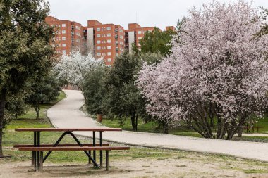 Madrid 'de bir parkta açan güzel badem ağacı.