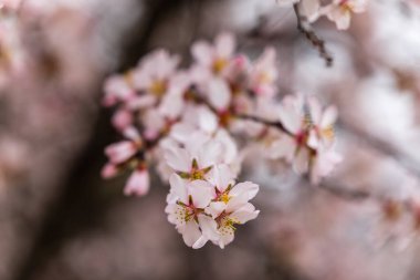 Madrid 'de bir parkta açan güzel badem ağacı.