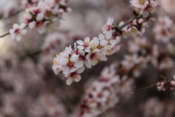 Krásný Mandlový Strom Kvete Parku Madridu — Stock fotografie