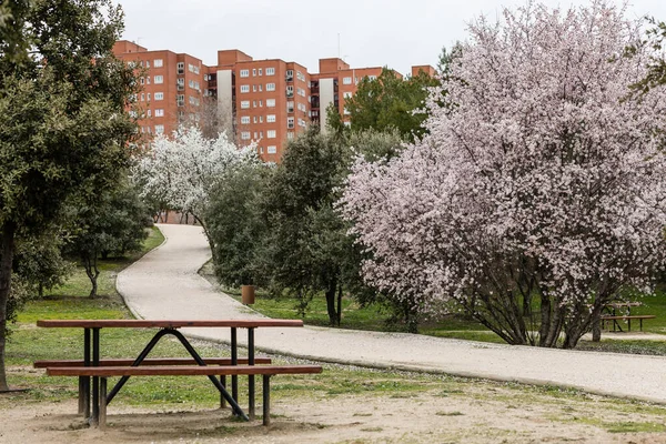 Парку Мадриді Цвіте Чудове Мигдалеве Дерево — стокове фото