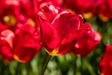 Tulipa Red Georgette, lale çiçekleri bahçede yetişiyor.