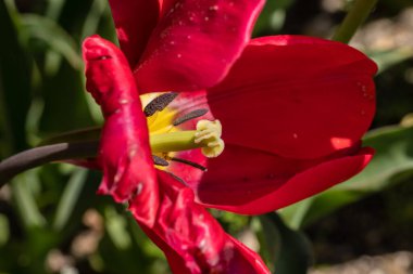 Tulipa Red Georgette, lale çiçekleri bahçede yetişiyor.