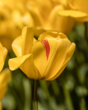 Tulipa Golden Apeldoorn, lale çiçekleri bahçede yetişiyor.