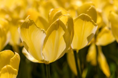 Tulipa Golden Apeldoorn, lale çiçekleri bahçede yetişiyor.