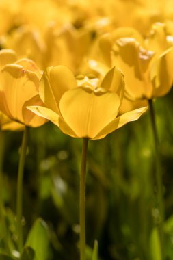 Tulipa Golden Apeldoorn, lale çiçekleri bahçede yetişiyor.