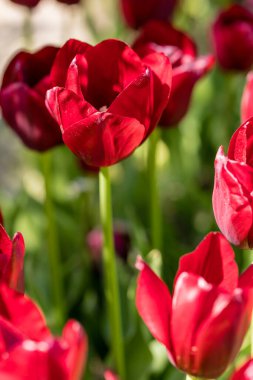 Lale çiçekleri bahçede yetişir.