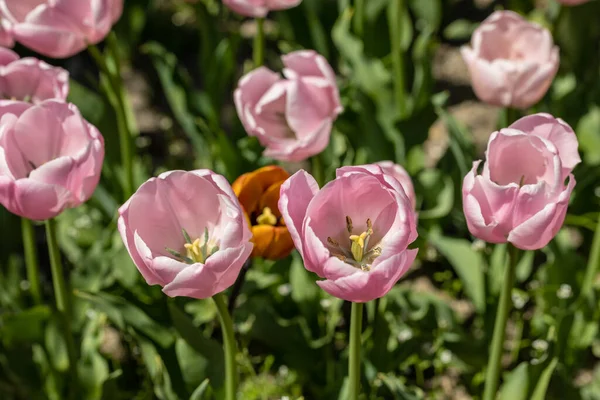 Tulipa Pink Diamond, tulip flowers grown in a garden