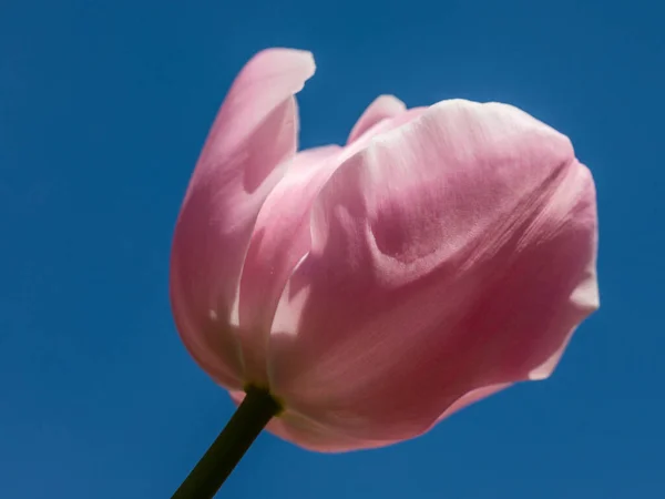 Tulipa Pink Diamond, tulip flowers grown in a garden